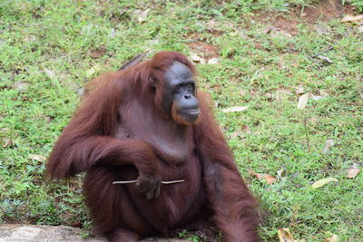 Monkey sitting in a field