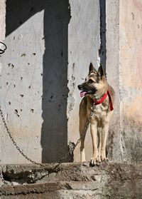 Dog in front of wall