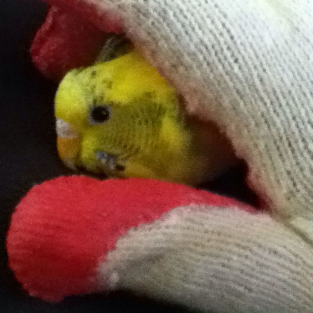 One Of My Birdss :)