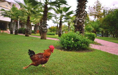 Close-up of rooster on grassy field