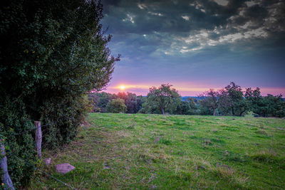 Trees on field against sky during sunset