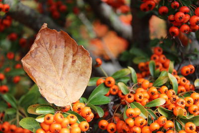 Close-up of orange fruits on plant during autumn