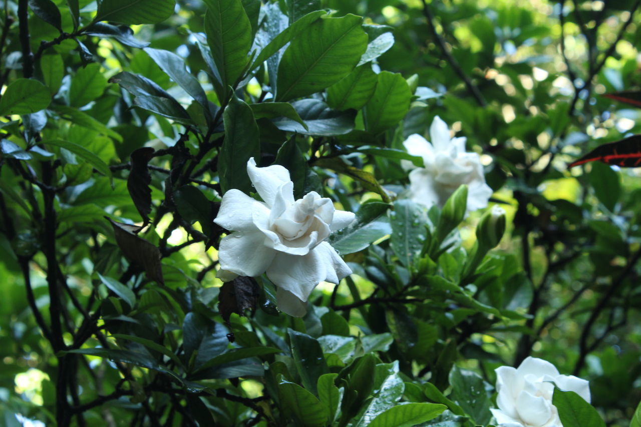 flower, growth, freshness, leaf, fragility, petal, close-up, white color, flower head, beauty in nature, nature, plant, springtime, blossom, focus on foreground, in bloom, day, outdoors, botany, green color, green, scenics, full frame, tranquility, no people, growing