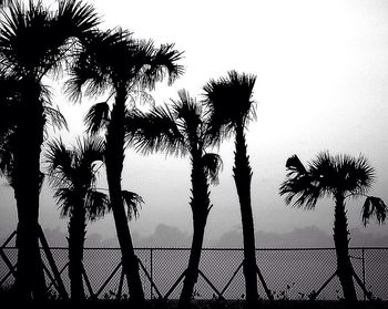Silhouette of palm trees at sunset
