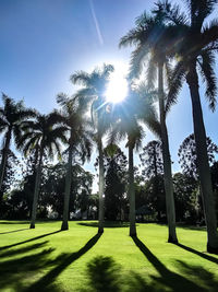 Palm trees on field against sky