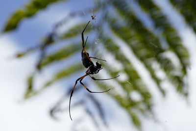 Close-up of spider