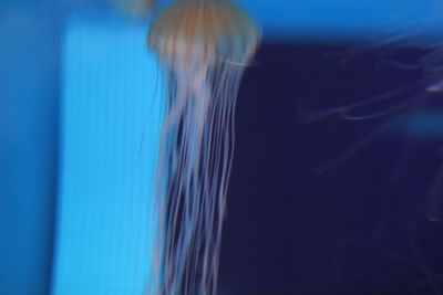 Close-up of woman swimming in sea