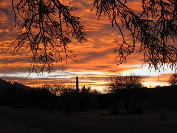 Silhouette of trees at sunset