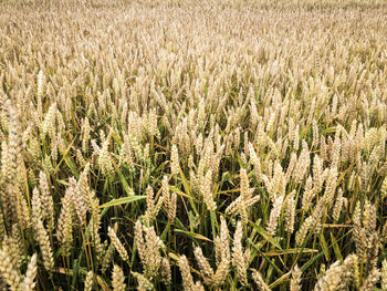 Crop growing in field