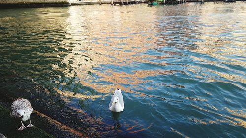 High angle view of swan swimming in lake