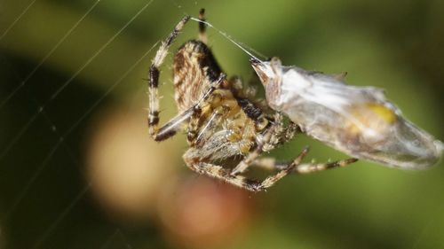 Close-up of spider on web