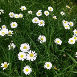 Daisies blooming outdoors