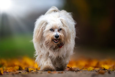 Dog looking away on field