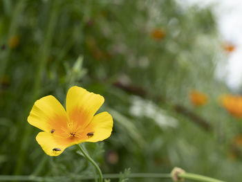 Close-up of yellow flowering plant