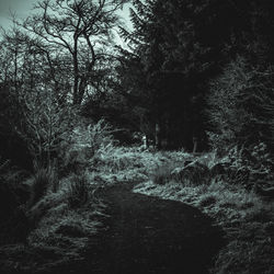 Trees in park