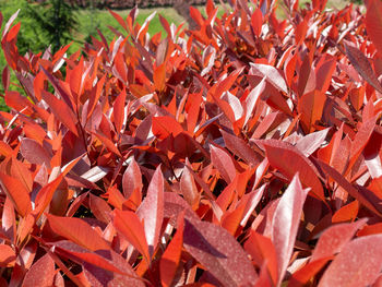 Full frame shot of autumnal leaves