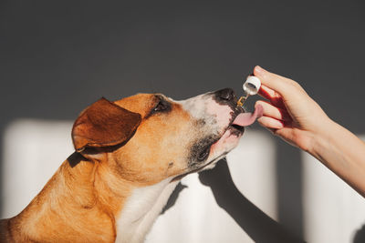 Dog taking essential oil from dropper. nutritional supplements, calming products, cbd oils for pets