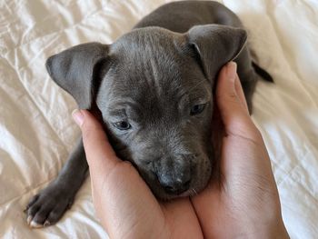 Cropped hand of person holding dog