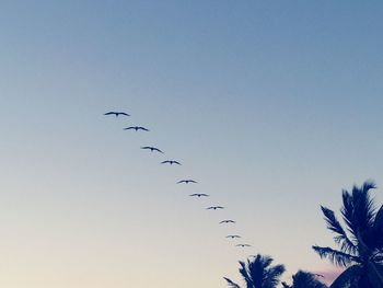 Low angle view of silhouette birds flying against clear sky