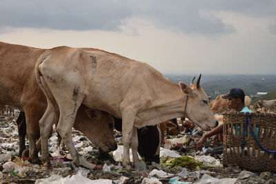 Farmer grazing cattle on dirty land