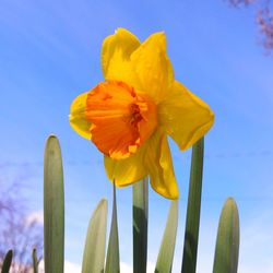 Close-up of yellow flower blooming against blue sky