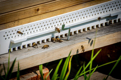 Close-up of bee on wooden floor