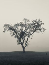 Tree on field against sky during foggy weather
