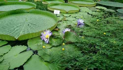 Close-up of lotus water lily in pond