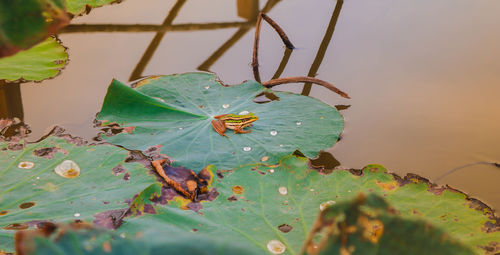 Close-up of wet leaves on plant