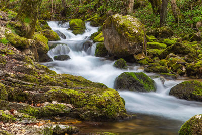 Scenic view of waterfall in forest