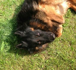 Dog resting on grass