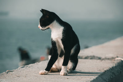 Full length of a cat looking away