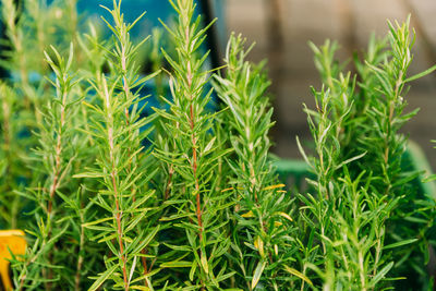 Close-up of fresh green plants in field