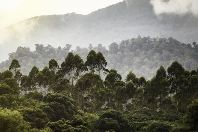 Trees in forest against sky