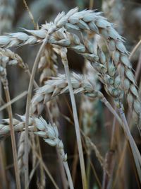 Wheat in ortenberg