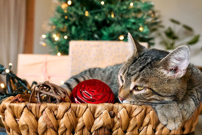 Cute tabby cat sleeping in basket with christmas lights and decorations. happy winter holidays. 