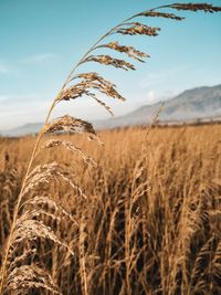 Close-up of stalks in field against sky