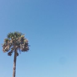 Low angle view of trees against clear blue sky
