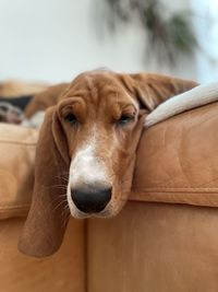 Close-up portrait of a dog