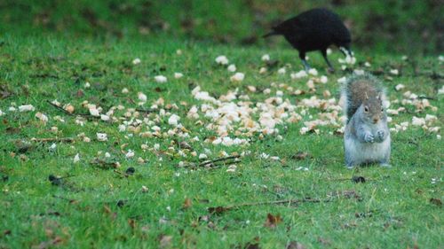 View of a bird on field