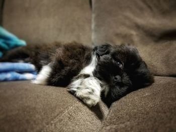 Close-up of dog sleeping on sofa