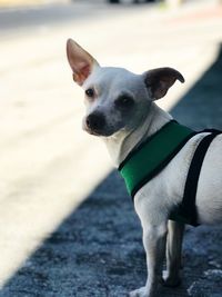 Close-up portrait of dog