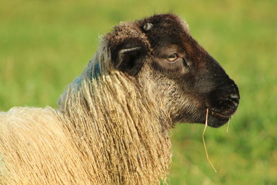 Close-up of a lion