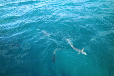 High angle view of fish underwater