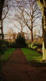 Trees in park