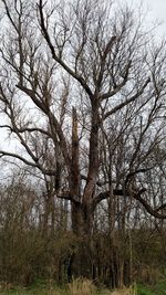 Bare trees against sky