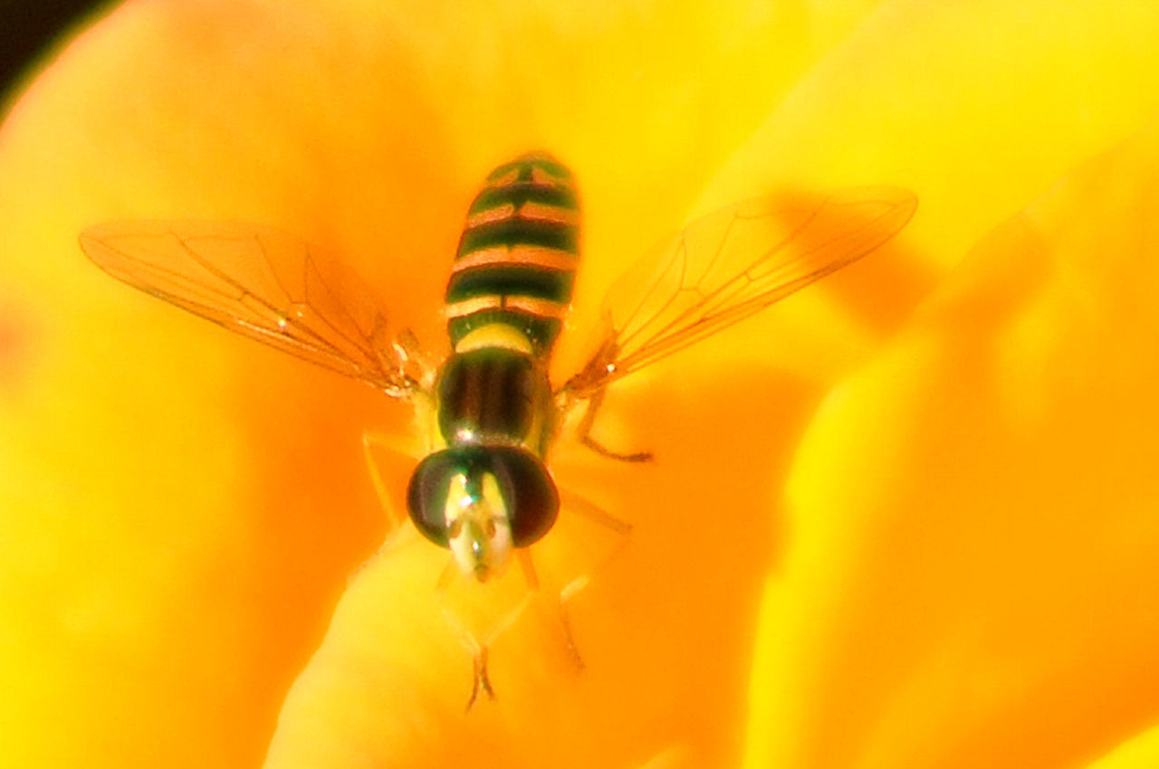 Yellow-legged clearwing