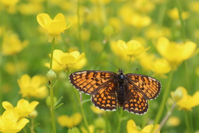 Close-up of butterfly pollinating on yellow flower