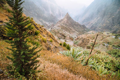 Close-up of tree against mountain range