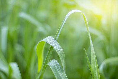 Close-up of wet plant on field